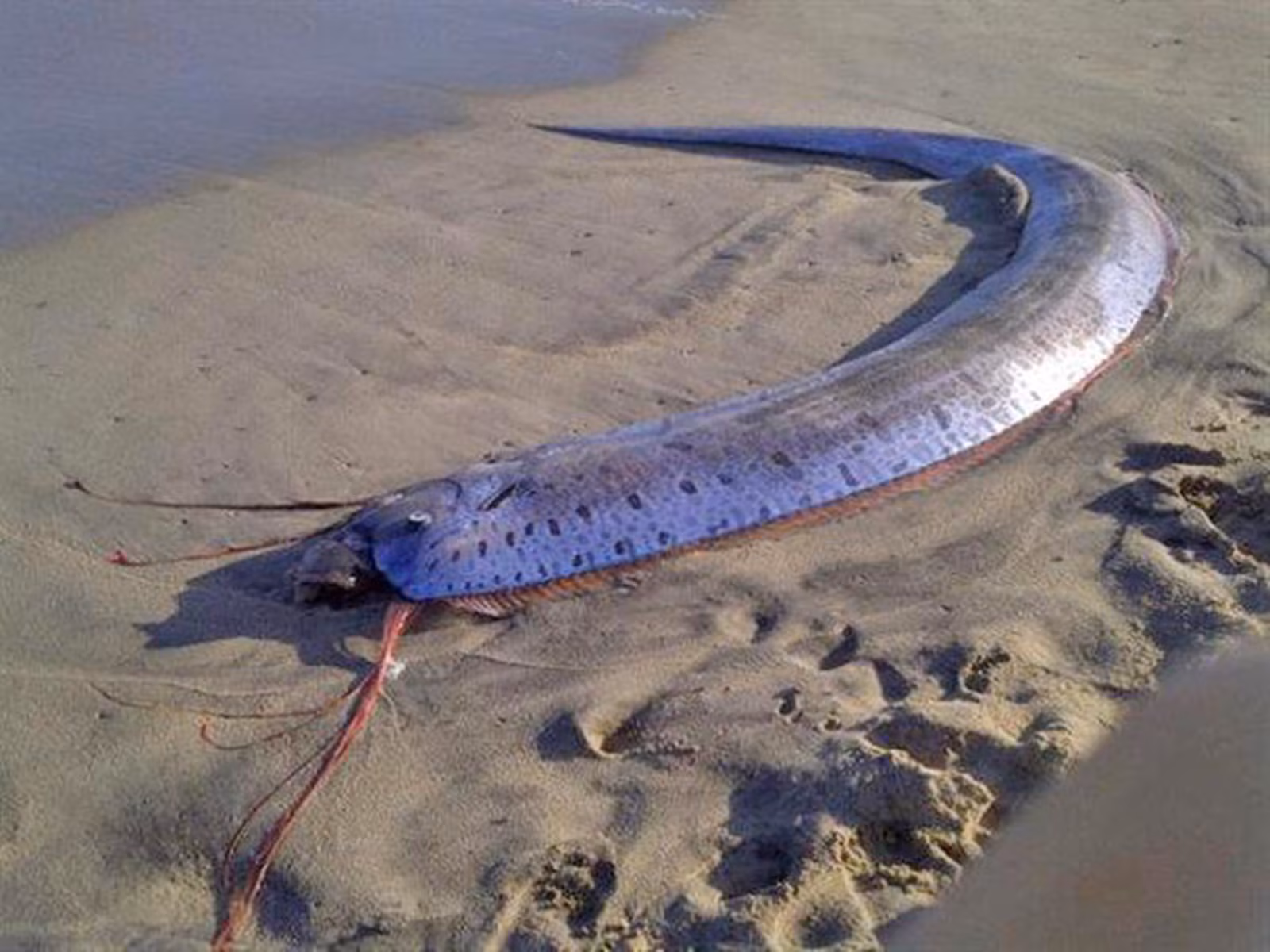 Why Sea Creatures Are Coming to the Surface: Unveiling the Deep-Sea Exodus